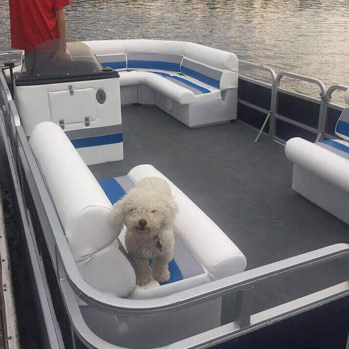 Blue pontoon with white seats and a dog